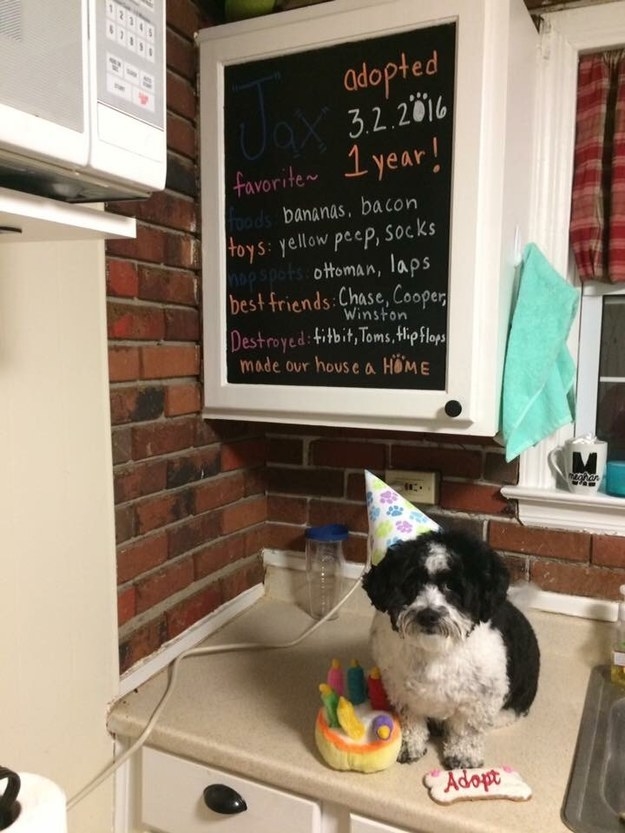 You know how some people share chalkboard updates about their baby? Well Jax's parents basically did the furbaby version of this.