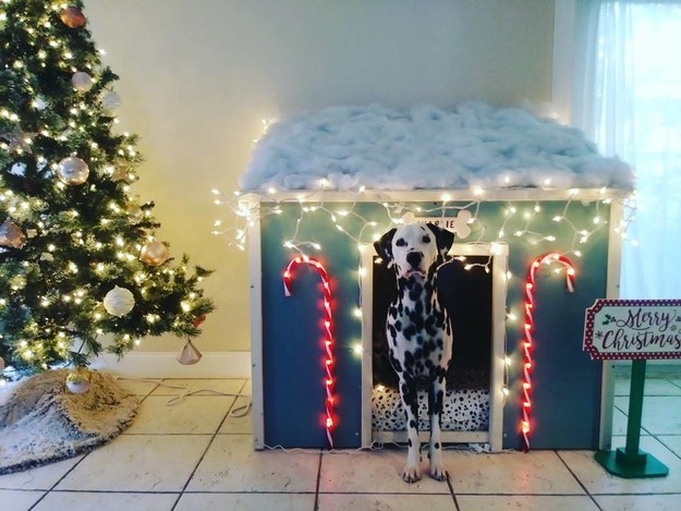This dog owner had a house built for Charlie and decked it out at Christmas time.