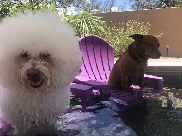The owners of these two doggos had a lagoon built in their pool so they could all cool off together!