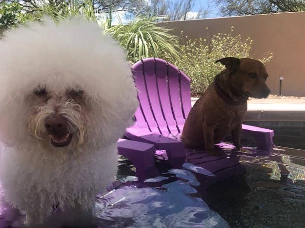 "They each have a plastic Adirondack chair and an umbrella for them to lounge under during the dog days of summer. Clearly one of them enjoys it more than the other." —chacojones