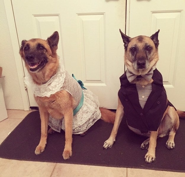 And these two dogs got dressed up for their owner's "I dos" — wedding colors and all!
