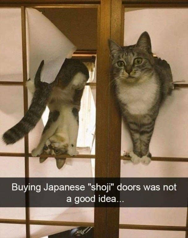 https://img.buzzfeed.com/buzzfeed-static/static/2018-02/26/15/asset/buzzfeed-prod-fastlane-01/sub-buzz-20568-1519675587-13.jpg?downsize=800:*&output-format=auto&output-quality=auto