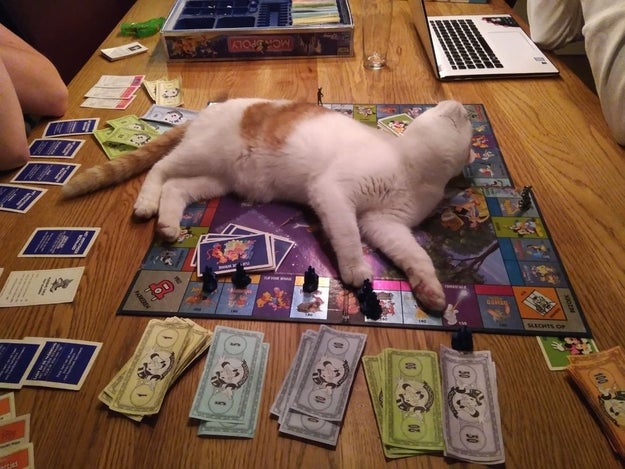 Games that don't involve your cat? Forget about it.