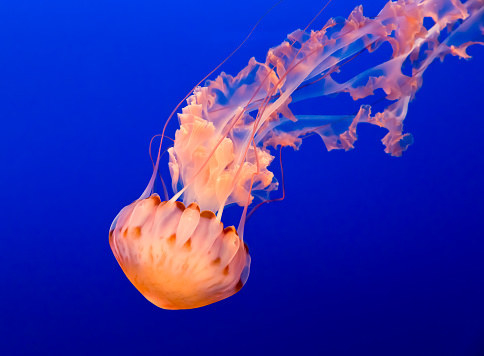 12 Incredible Facts About Sea Animals That Will Make You Say 