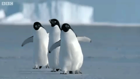 What it means to everyone else: A flightless, aquatic bird. What it means when you’re on your period: The walk you do whenever your thighs are clenched and you can feel it coming.Example sentence: "Why are you walking like a penguin?" "Mind your business, Dave."