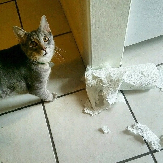 Cat toys? Keep 'em.