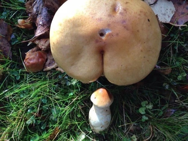 Technically just two mushrooms. No penises.