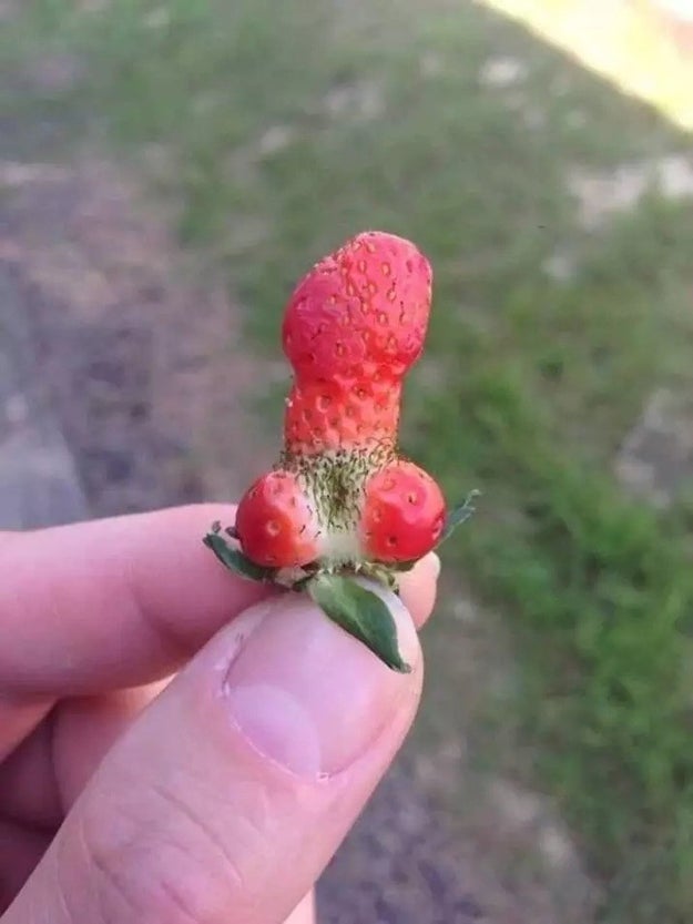 Technically, this is just a small, misshapen strawberry. (Not a penis, technically.)