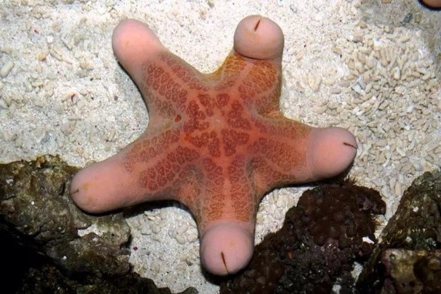 Technically, this is a starfish of some sort, and not five connected penises.