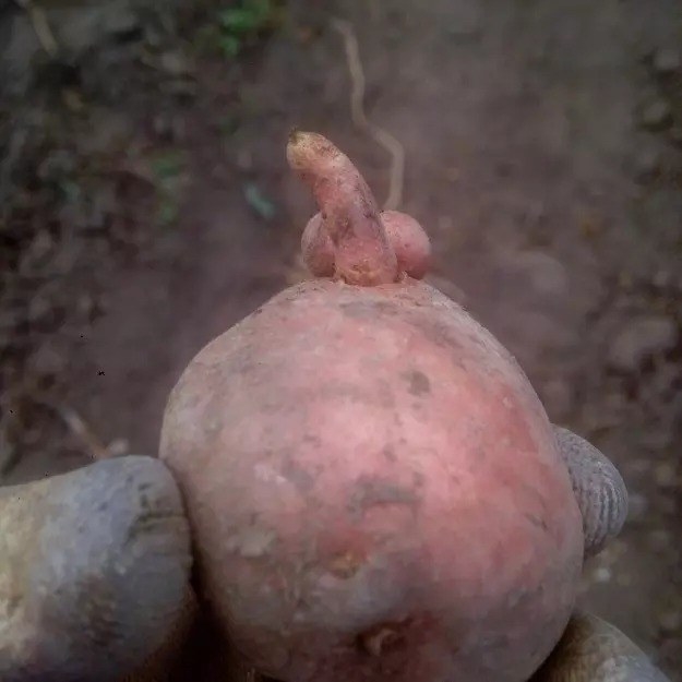 Technically, this is just some sort of small outgrowth on a potato, and not a small potato penis. As far as I know, potatoes do not have penises.