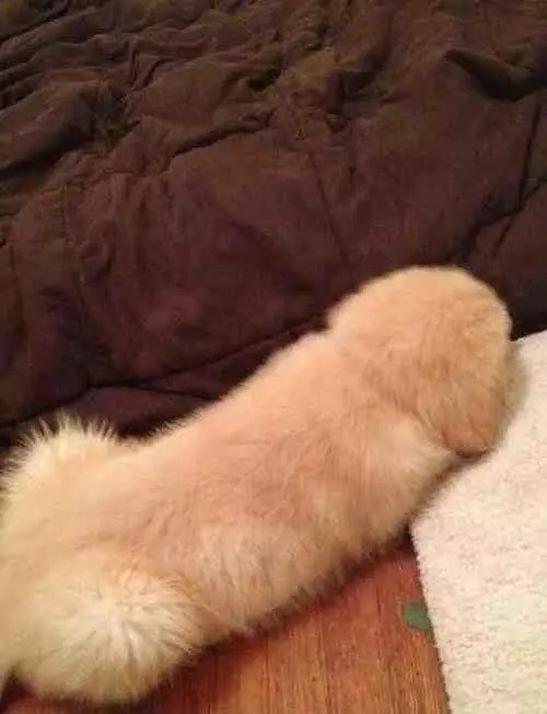 Technically just a puppy. Not a penis.
