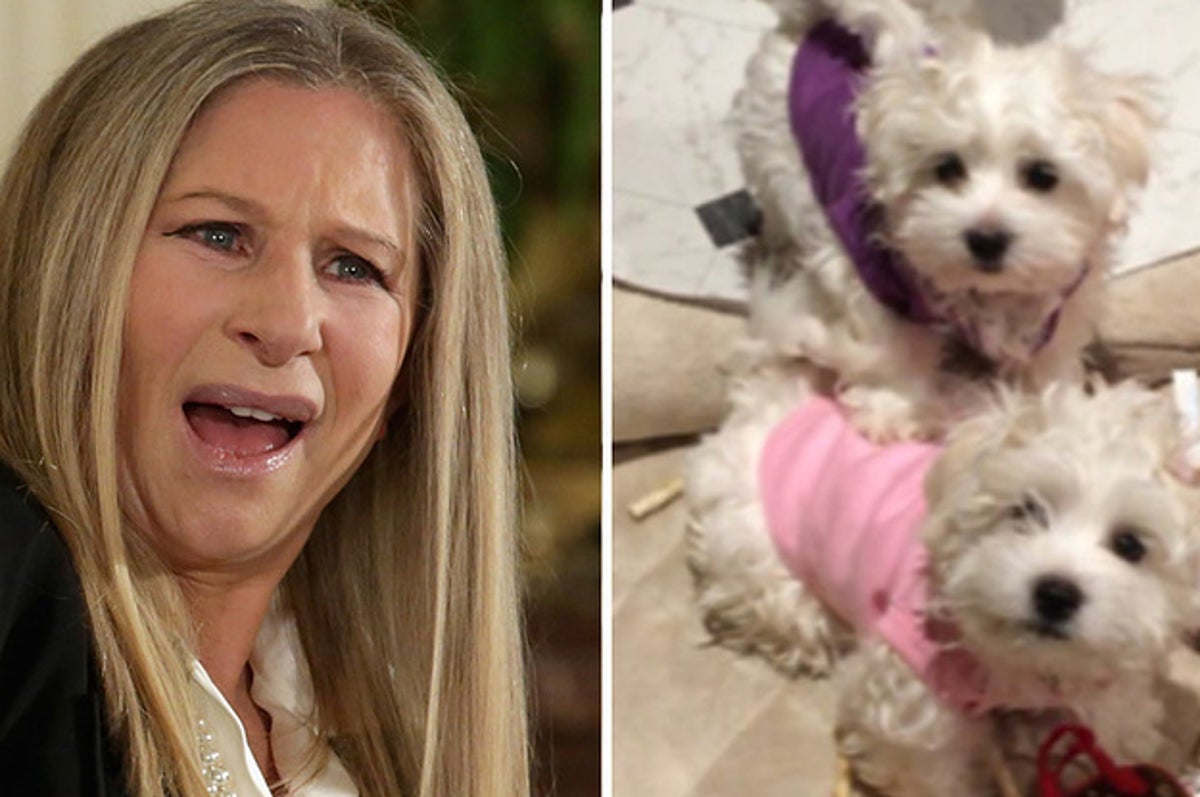 what kind of dog did barbra streisand clone