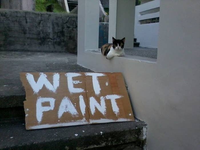 18 Cats Who Think Your Rules Are Dumb And So Are You