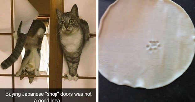 18 Cats Who Think Your Rules Are Dumb And So Are You