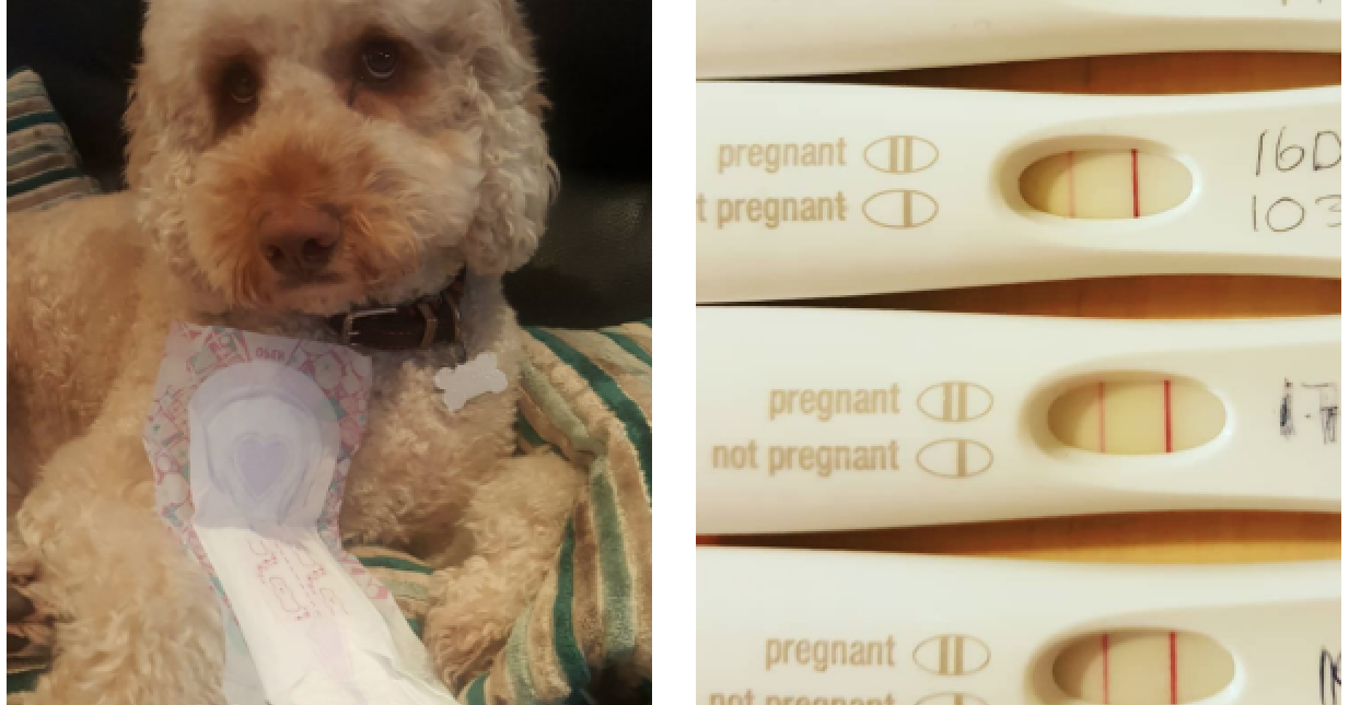 when can a toy poodle get pregnant