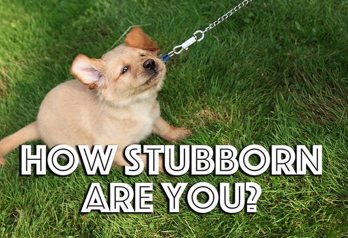 What Dog Breed Am I Quiz Quotev لم يسبق له مثيل الصور Tier3 Xyz