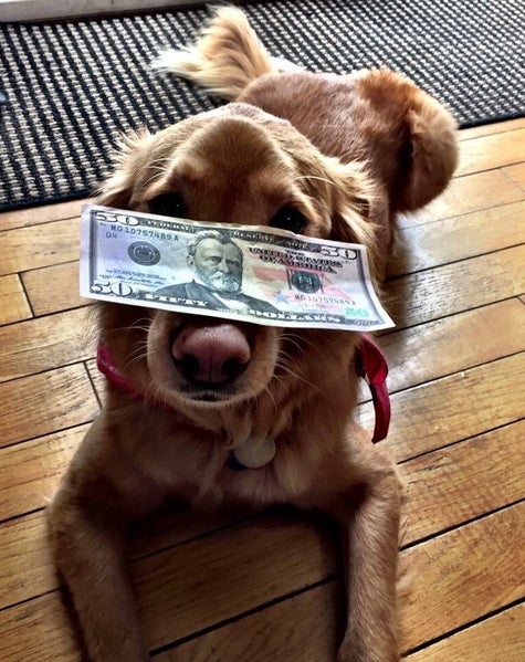 This Woman Tested The Theory That Golden Retrievers Can Hold Eggs In Their Mouths Without Breaking Them