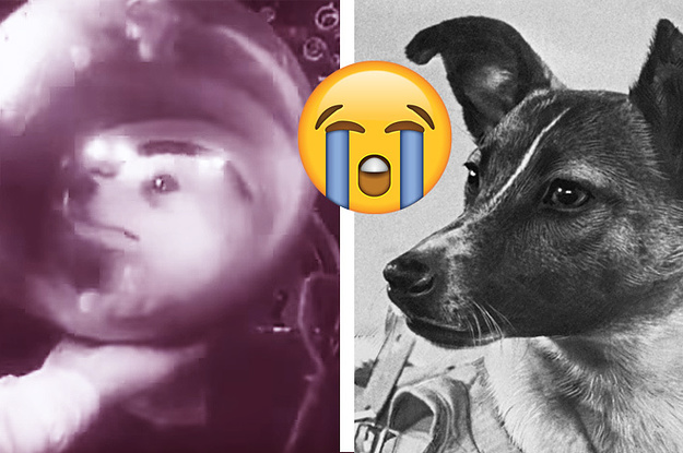 What Happened To The First Dogs Sent To Space Is Actually Horribly Sad