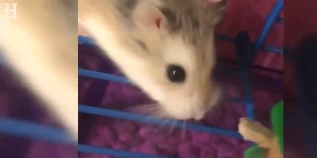 Woman Who Flushed 'Emotional Support Hamster' Down Toilet May Sue Airline