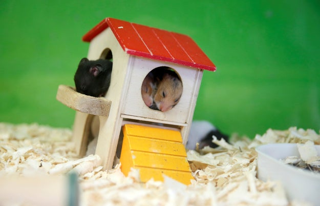 So there we have it. We'll keep you updated with any developments. In the meantime here are some hamsters from Uruguay.