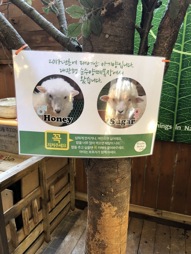 Yes, A SHEEP CAFE.