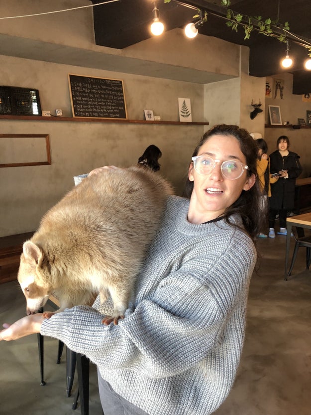 Secondly, a raccoon cafe with friendly raccoons.