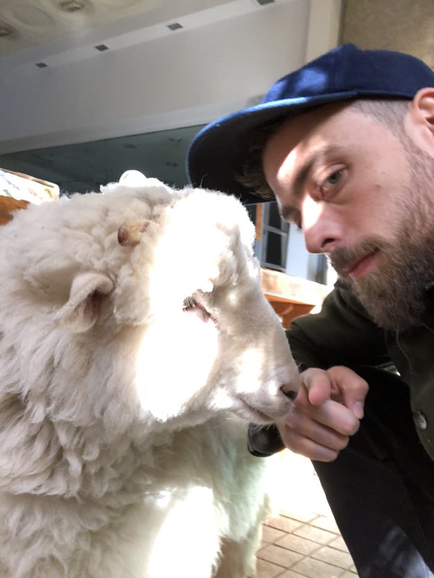 There's also a sheep cafe.