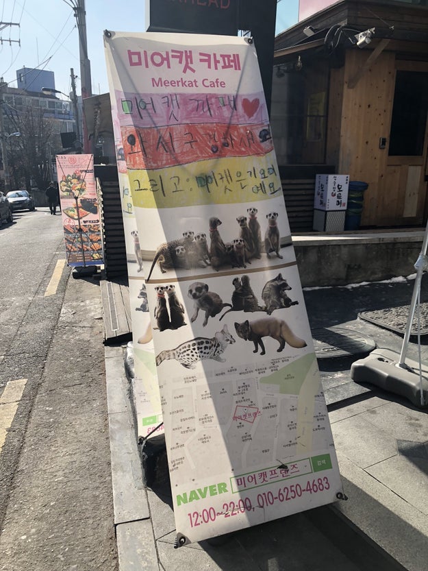 A meercat cafe because why not.
