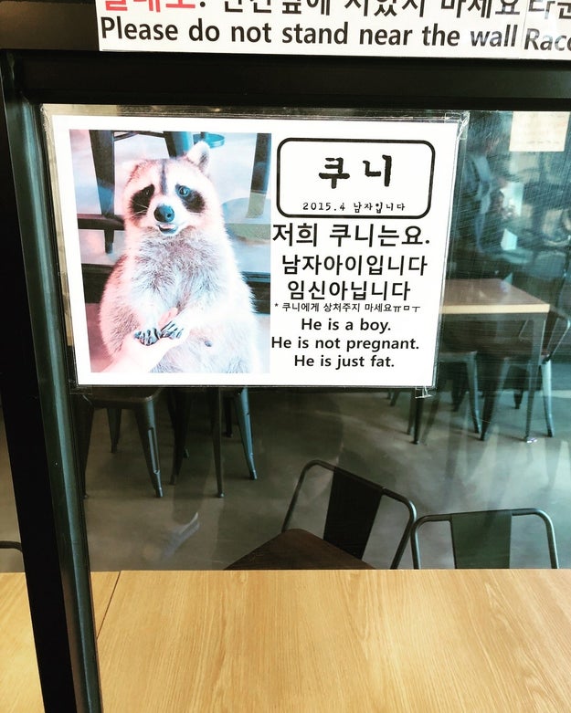 Also, let's just applaud this sign celebrating raccoon body positivity.