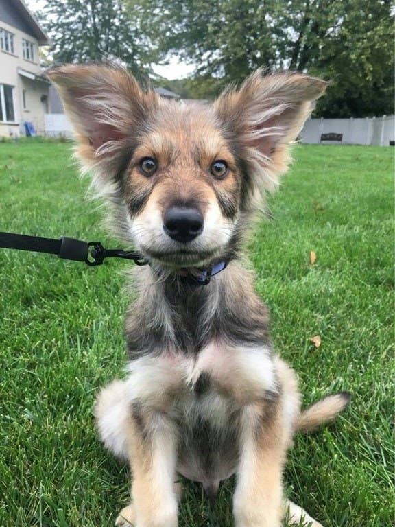 14 German Shepherd Mixes That Will Make You Say I Want One