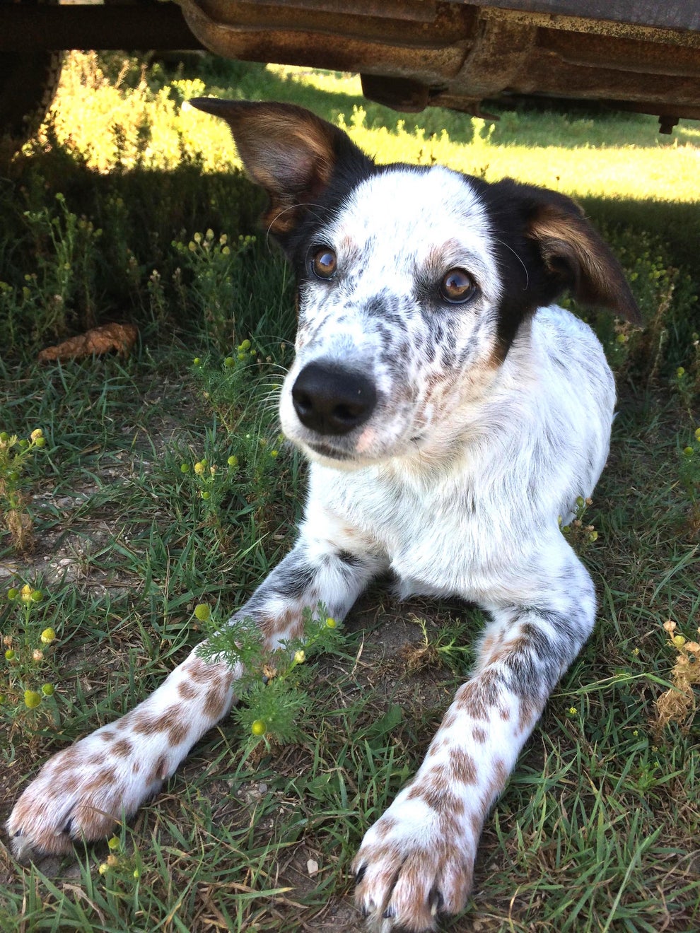 シェパードのミックス犬がむちゃくちゃかわいいという事実