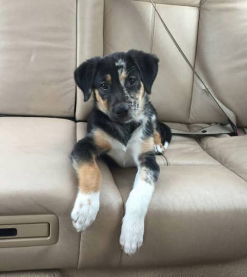 シェパードのミックス犬がむちゃくちゃかわいいという事実