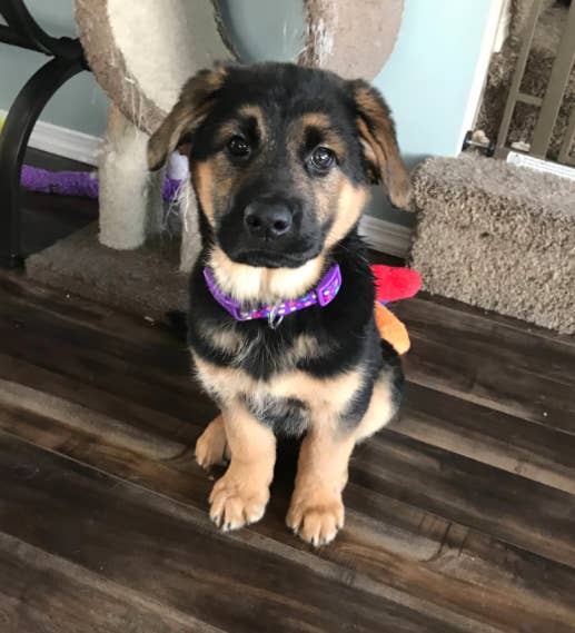 14 German Shepherd Mixes That Will Make You Say I Want One