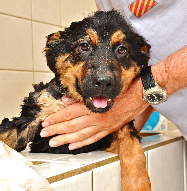 Bernese Shepherd (German Shepherd + Bernese Mountain Dog)