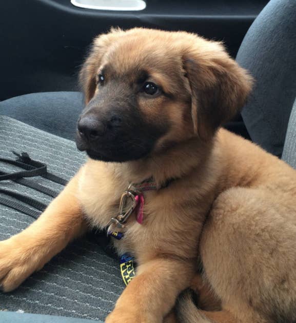 14 German Shepherd Mixes That Will Make You Say I Want One