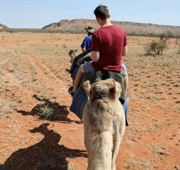 When most people think of the desert they think of camels, so why not give yourself the experience of a lifetime? Pyndan Camel Tracks run multiple tours but the best one of them all has to be the sunset ride!
