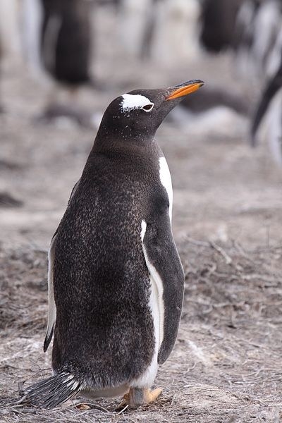 These penguins look well groomed and are ‘suited up’ at all times of the day, so they never take a bad picture!