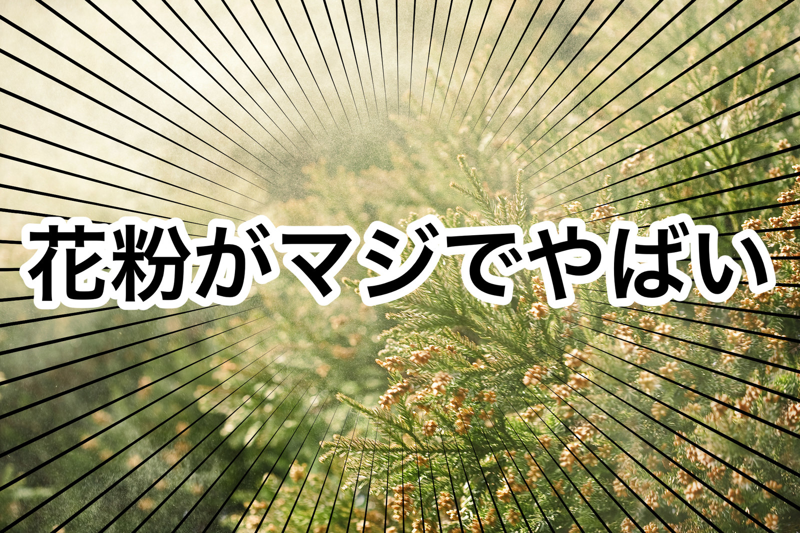 値下げしました。杉のテーブルや看板にいかがでしょう ねむた