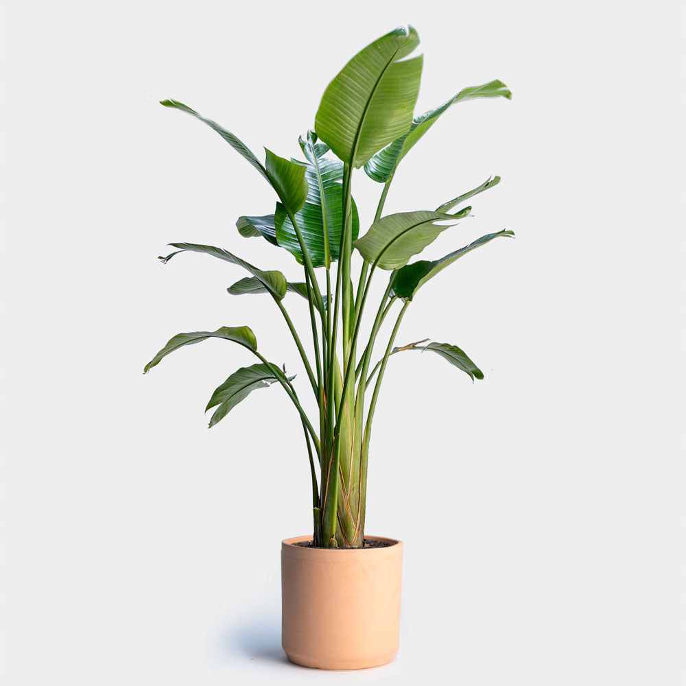 Best Places To Buy Houseplants Online