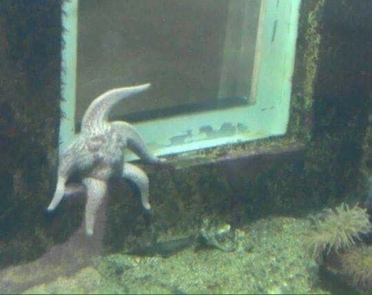 Me as a starfish: