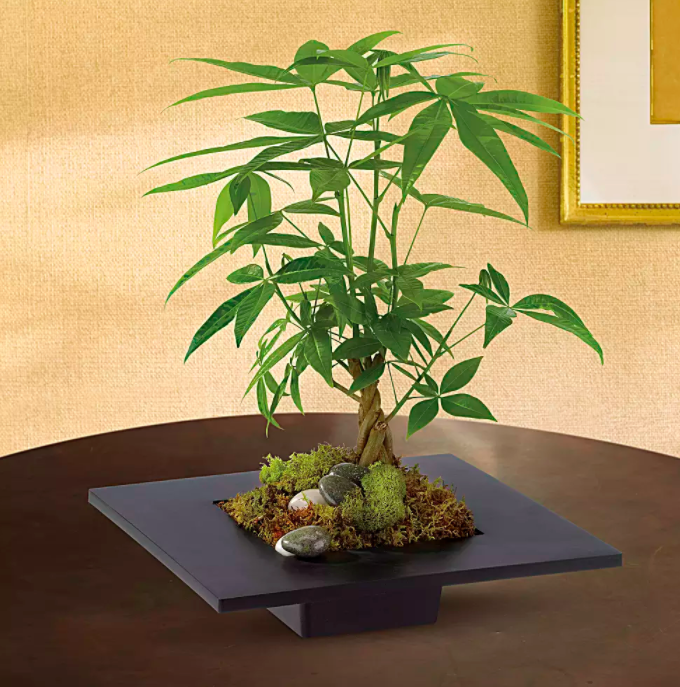 18 Of The Best Places To Buy Houseplants Online