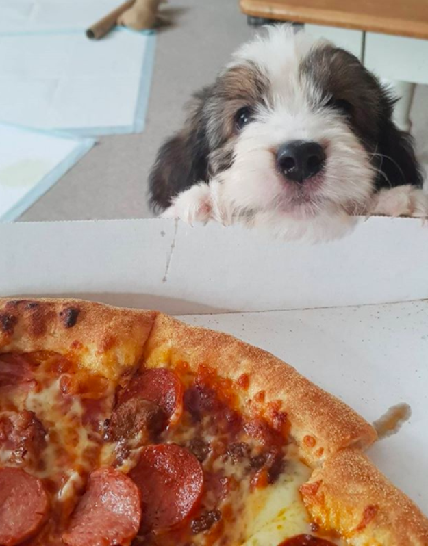 Perhaps you and your pet bond over your mutual love for pizza.