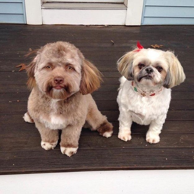 人間にしか見えない顔を持つ犬が話題です