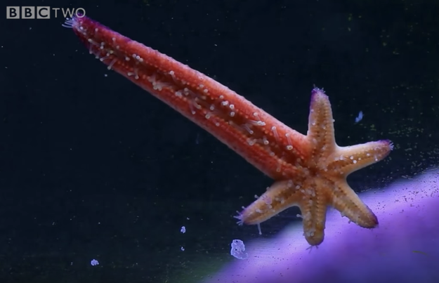 The most chilling part? That severed arm can actually grow into an entirely new starfish minion.