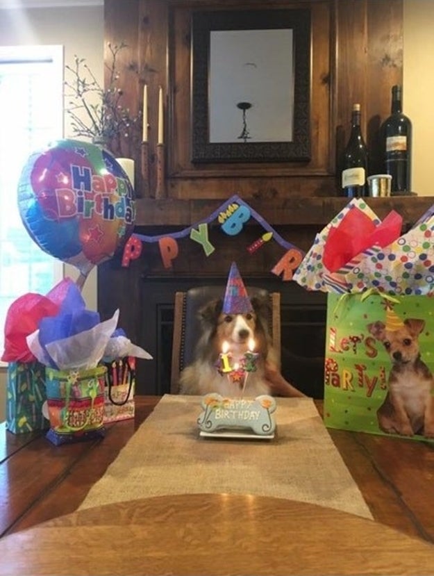 BREAKING NEWS: It's this dog's birthday!!!