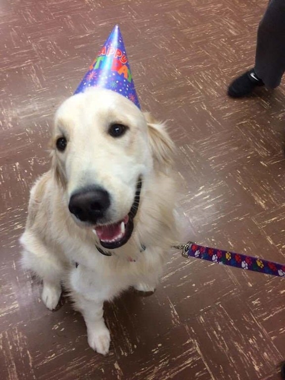 A school threw their therapy dog a birthday party!!! I gasped!