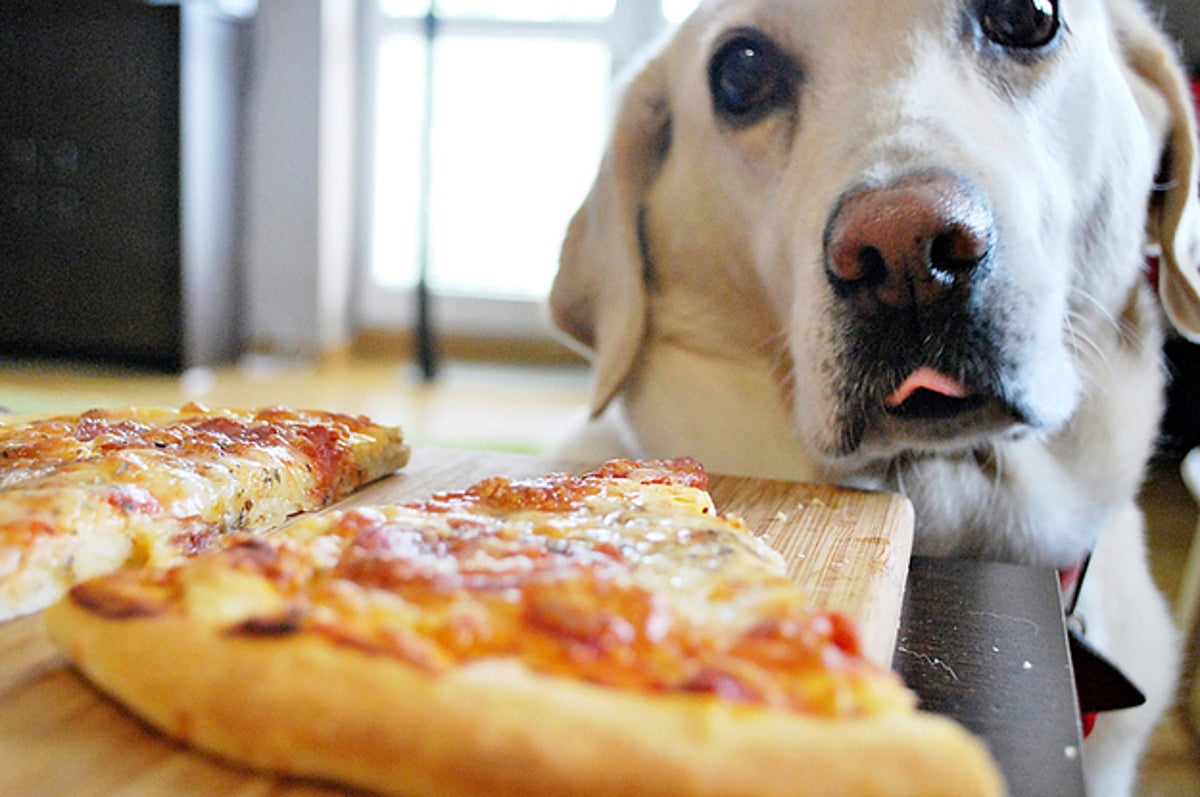 can my dog have pizza
