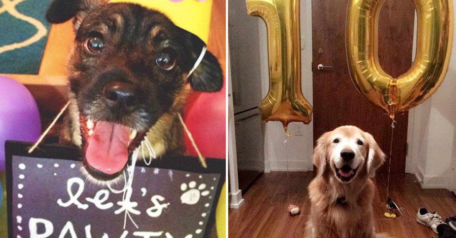 STOP WHAT YOU'RE DOING AND LOOK AT THESE DOG BIRTHDAY PAWTIES