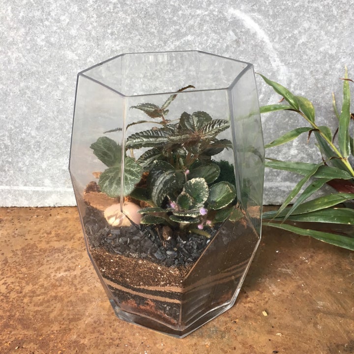 18 Of The Best Places To Buy Houseplants Online