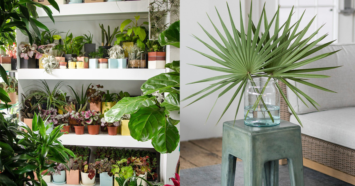 18 Of The Best Places To Buy Houseplants Online